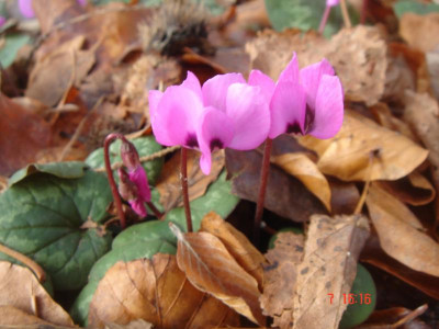 DSC05858.JPG