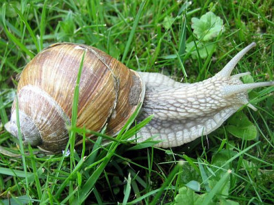 Weinbergschnecke_2.jpg