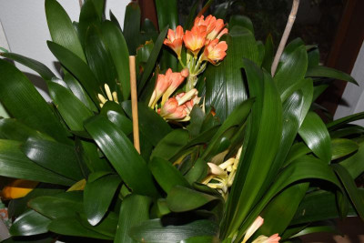 clivia feb19 002.JPG