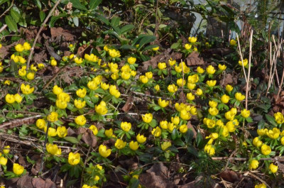 Eranthis.19-1.jpg