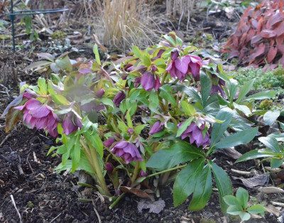 Helleborus-SPElly.19-2.jpg