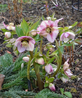 Helleborus-Sämling-Picotee-roteNektarien.19-1.jpg