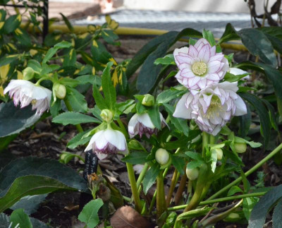 Helleborus-Bäuerlein17.19-2.jpg