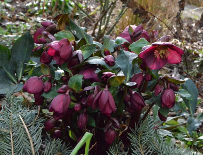 Helleborus-IceNRoses.Red.19-1.jpg