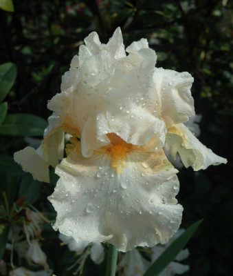 A3708a_Large.JPG