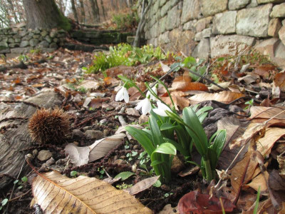 Galanthus woronowii 20190209_02.JPG
