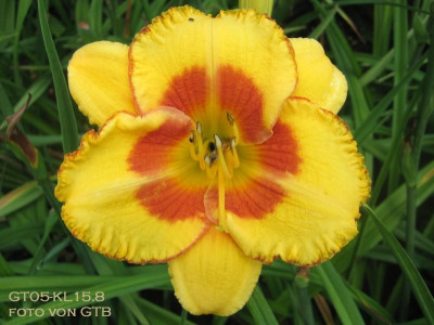 GT05-KL15.8 Custard Candy X Fooled Me_1404.jpg