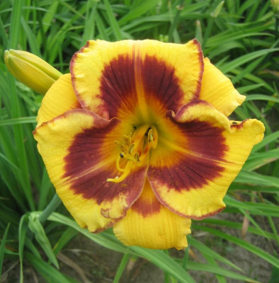 GT05-KL15.16 Cherry Eyed Pumpkin X Fooled Me_1877_r1.jpg