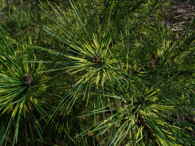 Pinus densiflora Oculus draconis February 2019.jpg