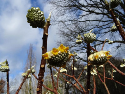Edgeworthia chrysantha February 2019.jpg