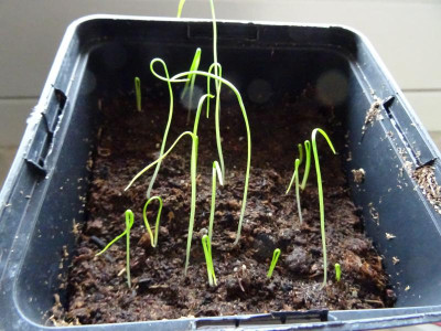 Nomocharis aperta February 2019.JPG