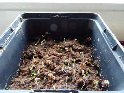 Rhododendron fortunei February 2019.JPG