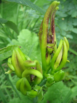 RoyCelb Krüppelknospen_5464_r11.jpg