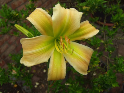 2017_0716Hemerocallis60198.jpg
