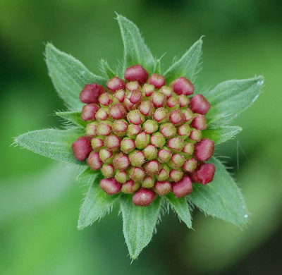 Knautia-macedonia-160507.jpg