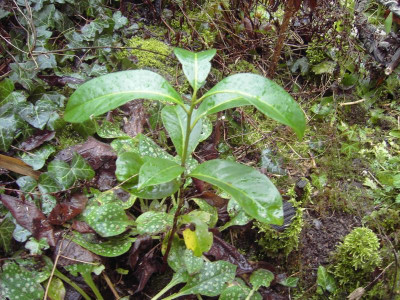 PICT2554.JPG
