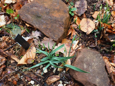 Galanthus gracilis P2090173.JPG
