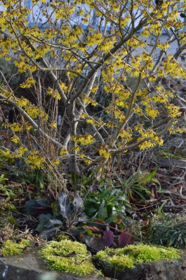Hamamelis-ArnoldPromis.19-1.jpg