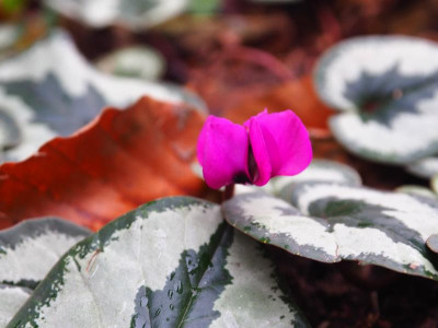 Cyclamen coum very pink silvery leafs P2090182.JPG