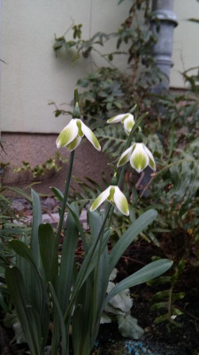 IMG_20190210_151530.jpg