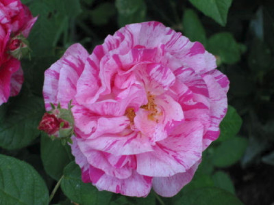 Versicolor__wurzelecht__Mai_07.jpg