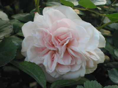 Queens_Palace_Mai_07.jpg