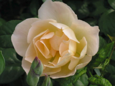 C_de_Champagne_Mai_07.jpg