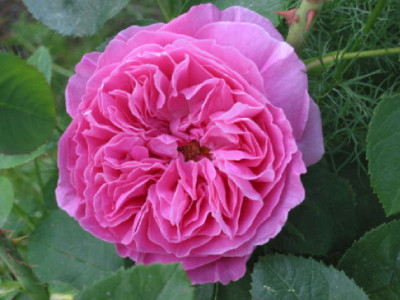 Mary_Rose_Mai_07.jpg