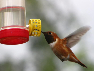 Rufous Hummingbird 2019 .png