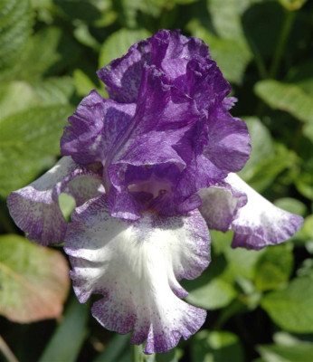 A3718a_Large.JPG