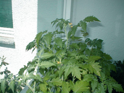 Tomatenblueten.jpg