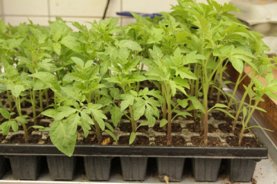 Tomate Anzuchtpalette vorm pikieren.JPG