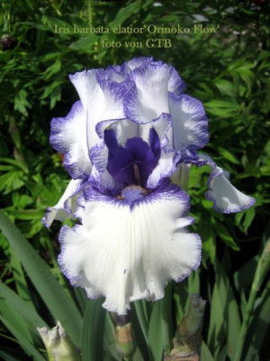 Iris_barb._elat._Orinoko_Flow_4898_r11.jpg