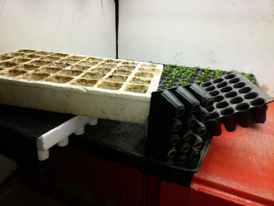 Trays.jpg