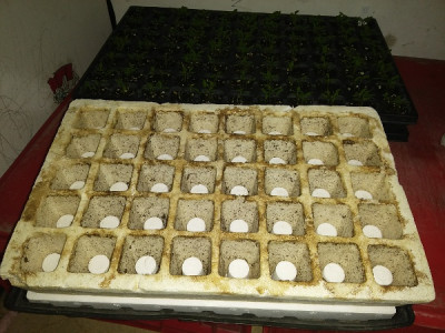 Tray EPS Ausstecher.jpg