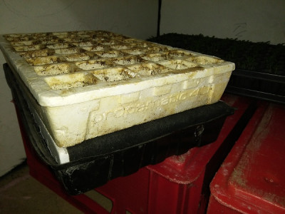 Tray EPS Propamatic.jpg