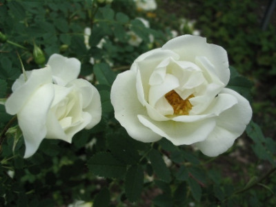 Double_White_01.JPG
