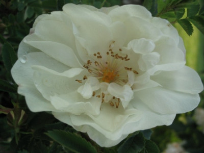 Paula_Vapelle_Detail.JPG