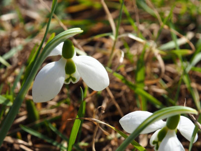fette Elwesii P2130204.JPG