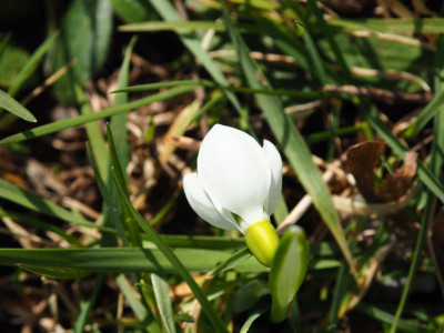 sehr adrettes Elwesii P2130209.JPG