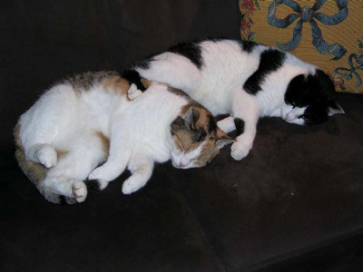 wegwerfkatzen.jpg