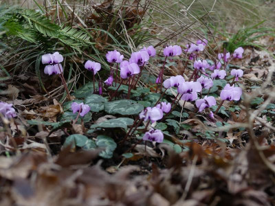 Cyclamen_coum.JPG