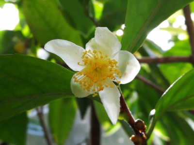 IMG_20190114_124103 Camellia sinensis var.assamica - Kopie.jpg