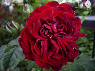 Neu_Rose_rot_alt_1717_062.jpg