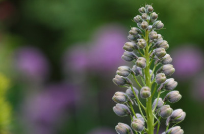 Delphinum_2_15-05-2007.jpg