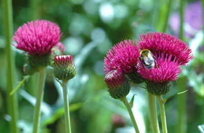 Distel_mit_Insekt_2_15-05-2007.jpg