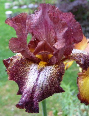 Iris-CanCanRed-15.05.2006_17-45-46_0009.JPG