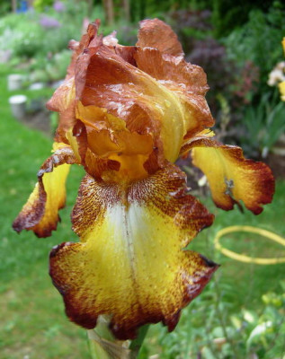 Iris-15.05.2006_17-46-20_0010.JPG