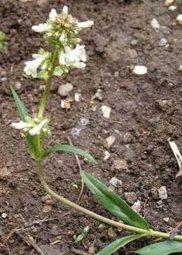 Penstemon1.jpg