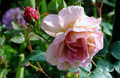 Rosa_Lavender_Pinocchio_1_16-05-2007.jpg